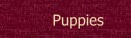 Puppy Information
